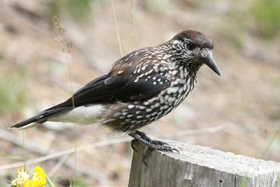 Spotted Nutcracker