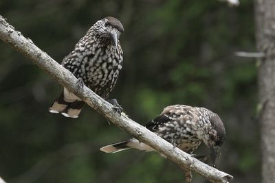 Spotted Nutcracker