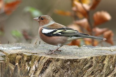 Chaffinch