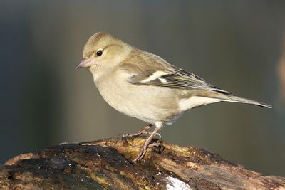 Chaffinch