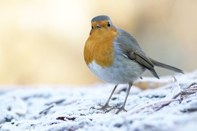 European Robin