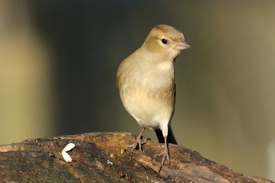 Chaffinch
