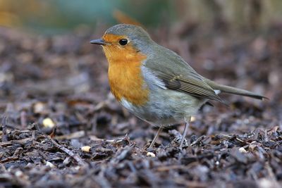 European Robin