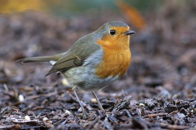 European Robin