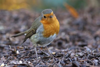 European Robin