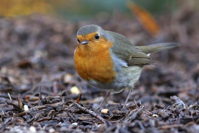 European Robin