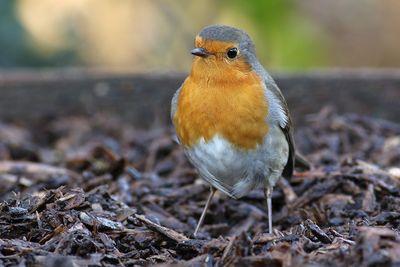European Robin