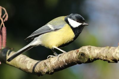 Great Tit
