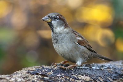 House Sparrow