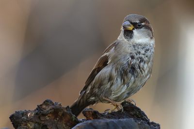 House Sparrow