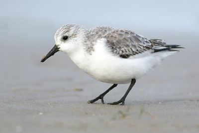 Sanderling