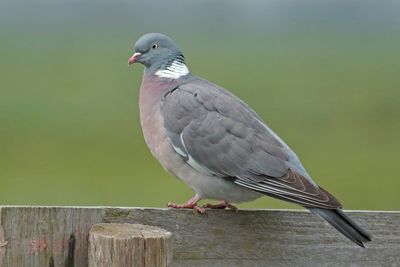 Wood Pigeon