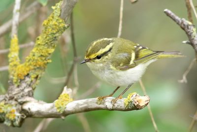 Pallas's Leaf Warbler