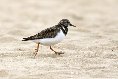 Ruddy Turnstone