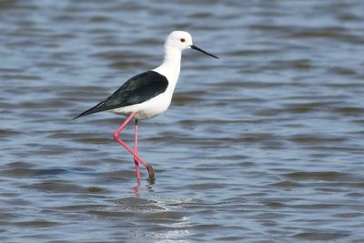 Black-winged Stilt