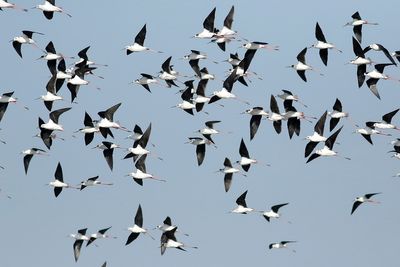 Black-winged Stilt