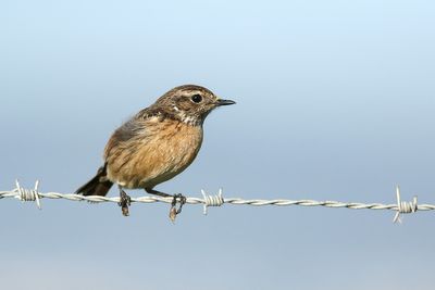 European Stonechat