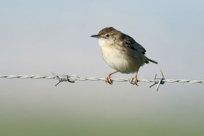 Zitting Cisticola