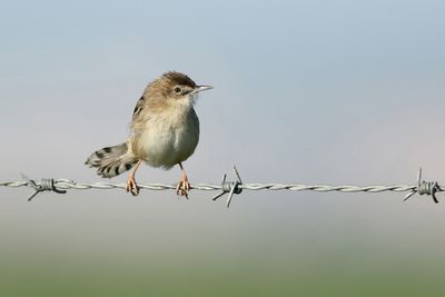 Zitting Cisticola