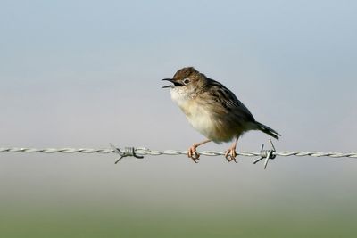 Zitting Cisticola