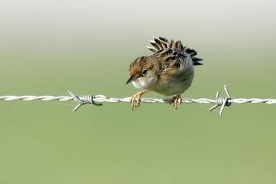 Zitting Cisticola