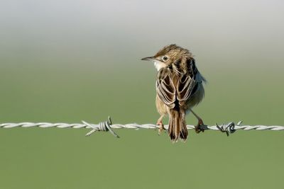 Zitting Cisticola