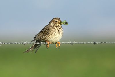 Corn Bunting