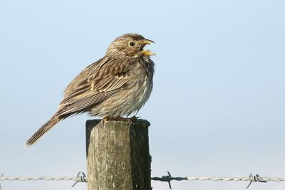 Corn Bunting