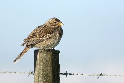 Corn Bunting