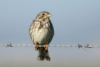 Corn Bunting