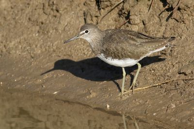 Green Sandpiper
