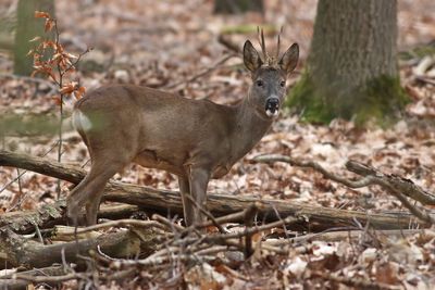 Roe Deer