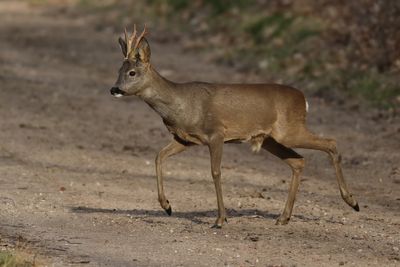 Roe Deer