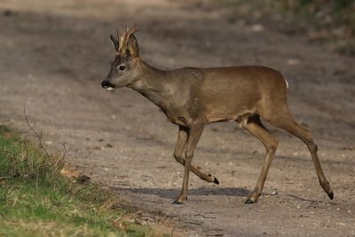 Roe Deer