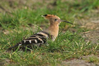 Eurasian Hoopoe
