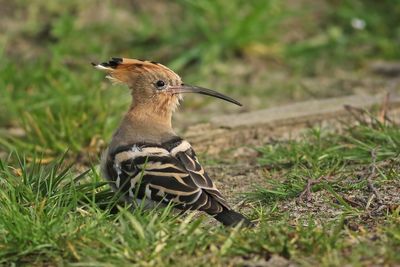 Eurasian Hoopoe