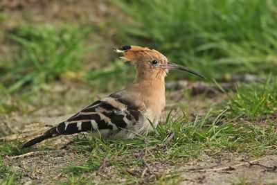 Eurasian Hoopoe