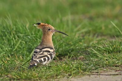 Eurasian Hoopoe