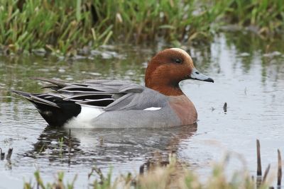 Eurasian Wigeon
