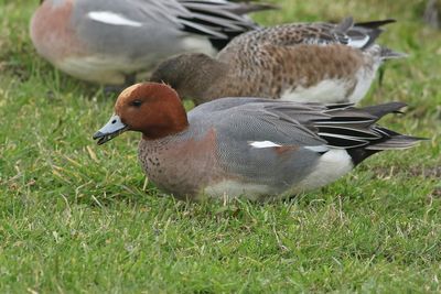 Eurasian Wigeon