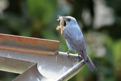 Blue Rock Thrush