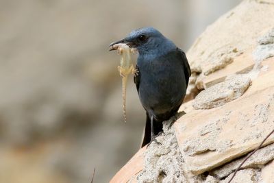 Blue Rock Thrush