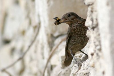 Blue Rock Thrush