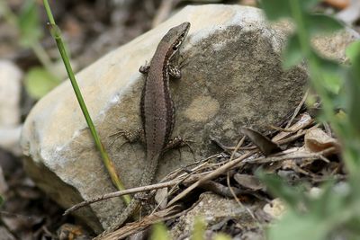 Common Wall Lizard