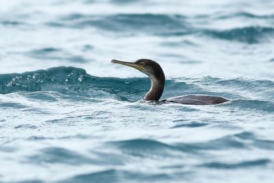 European Shag