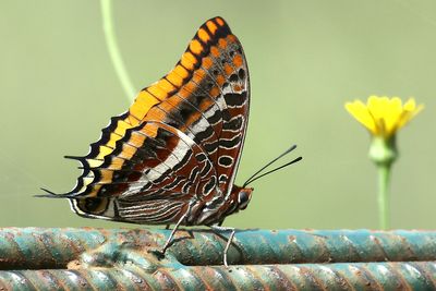 Two-tailed Pasha