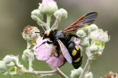 Mammoth Wasp