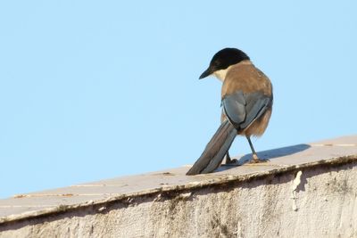 Iberian Magpie