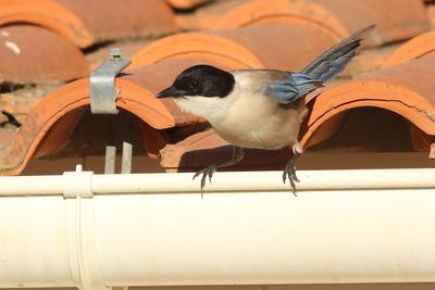 Iberian Magpie