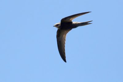 Pallid Swift